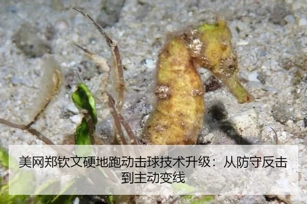 美网郑钦文硬地跑动击球技术升级：从防守反击到主动变线